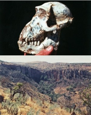 Top:Australopithicus fossils from the caves. Bottom: Makapansgat cultural valley